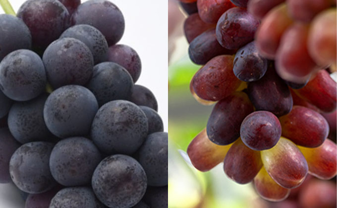 フルーツ 定期便 2025年 先行予約 晴れの国 岡山 の フルーツ 定期便 6回コース 桃 ぶどう 梨 岡山県産 国産 フルーツ 果物 ギフト