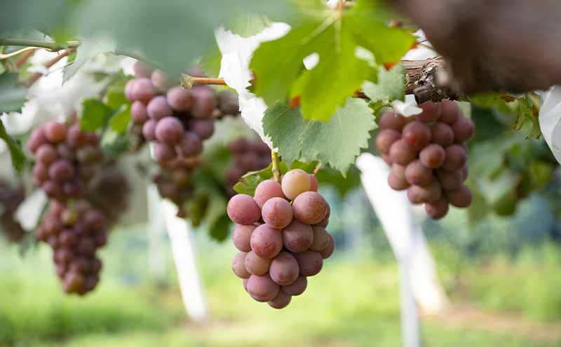 【定期便】【2026年先行予約】 ぶどう 岡山県産 ニューピオーネ ・ クイーンニーナ 1kg箱（各2～3房） 定期便 2回 《2026年8月下旬-9月中旬頃出荷》 葡萄 ブドウ 岡山県産 フルーツ 果物 数量限定