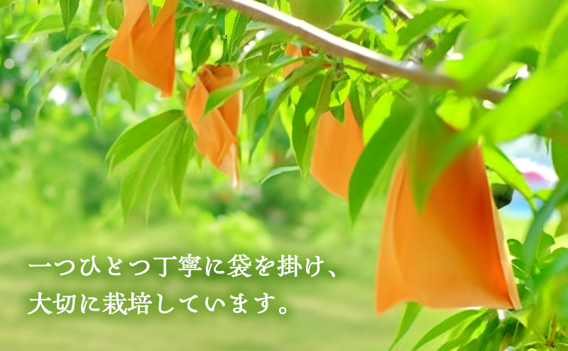 桃 2026年 先行予約 岡山県産 白桃 品種おまかせ ご家庭用 1.5kg(4～6玉) 朝採れ 農家直送 限定60箱