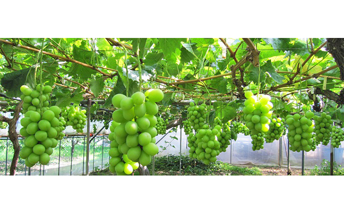 【2026年先行予約】 ぶどう 岡山県産 たたらみねらる シャインマスカット 煌めく果粒の宝石箱 (32粒) 《2026年8月下旬-10月下旬頃出荷》 葡萄 ブドウ フルーツ 果物 スイーツ 数量限定 期間限定 岡山 里庄町