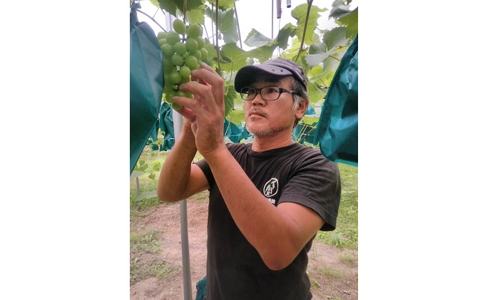 ぶどう 2026年 先行予約 シャイン マスカット 約1kg 2房 減農薬／ハウス栽培 ブドウ 葡萄 岡山県産 国産 フルーツ 果物 ギフト ばんの農園 果物類 シャインマスカット