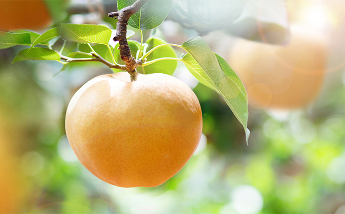 梨 2025年 先行予約 あたご梨・鴨梨（ヤーリー）詰合せ 合計約4.5kg あたご2～3玉 鴨梨3～6玉 贈答箱【11月下旬～12月中旬頃発送】  ナシ なし 岡山県産 国産 フルーツ 果物 ギフト 石原果樹園