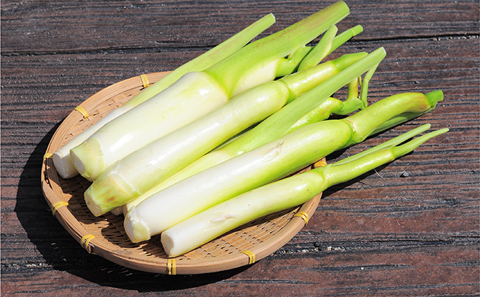 里庄 まこもたけ （3.3kg）【2025年10月上旬～2026年1月下旬出荷】 野菜 マコモダケ マコモ 中華料理 天ぷら 高級食材 送料無料 里庄町