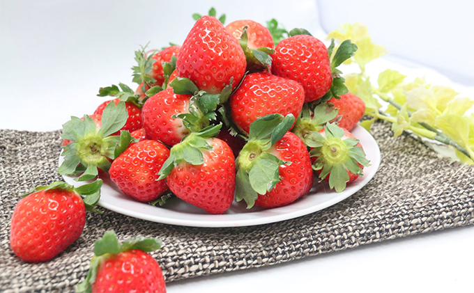 【ご家庭用】岡山県里庄町産いちご さがほのか 約1.2kg 《2026年1月中旬-4月下旬頃出荷》イチゴ 岡山 スイーツ フルーツ 果物 先行予約 数量限定 期間限定 岡山 里庄町