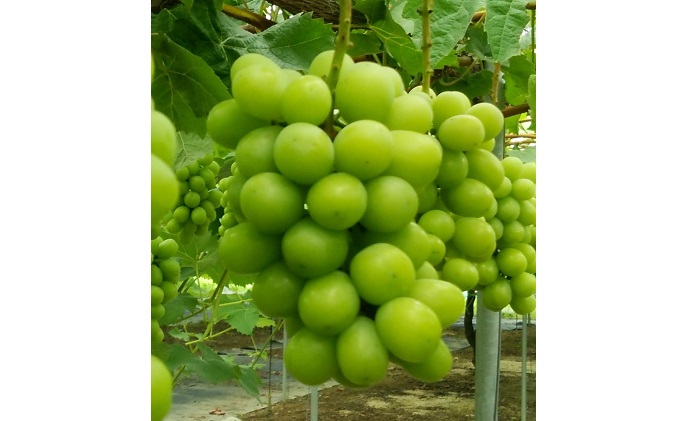 【 2025年 先行予約 】ぶどう 晴れの国 シャインマスカット 1房（700g以上） 定期便 3回 コース 《2025年9月-12月出荷》  葡萄 ブドウ 岡山県産 フルーツ 果物 数量限定 里庄町