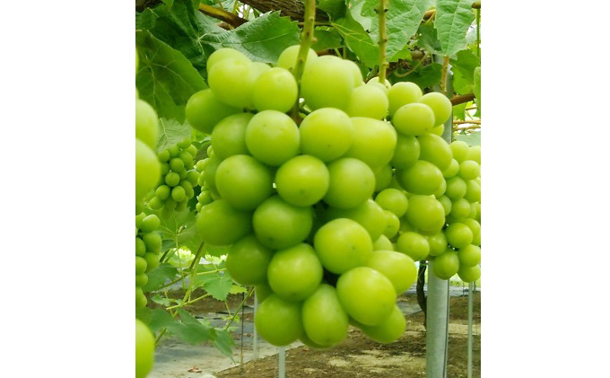 【 2025年 先行予約 】ぶどう 晴れの国 シャインマスカット 1房（700g以上） 定期便 2回コース-A 《2025年10月-12月出荷》  葡萄 ブドウ 岡山県産 フルーツ 果物 数量限定 里庄町