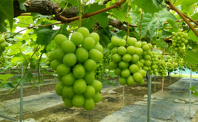 【2025年先行予約】 ぶどう 岡山県産 たたらみねらる シャインマスカット づくし 定期便 3回 《2025年9月上旬-11月下旬頃出荷》 葡萄 ブドウ フルーツ 果物 スイーツ 数量限定 期間限定 岡山 里庄町