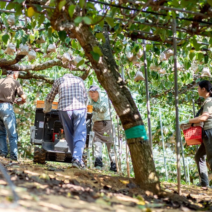 梨 2025年 先行予約 ご家庭用 あたご梨・鴨梨（ヤーリー）詰め合わせ 約4kg あたご梨2～3玉 ヤーリー3～6玉 化粧箱【11月下旬～12月中旬頃発送】  ナシ なし 岡山県産 国産 フルーツ 果物 石原果樹園