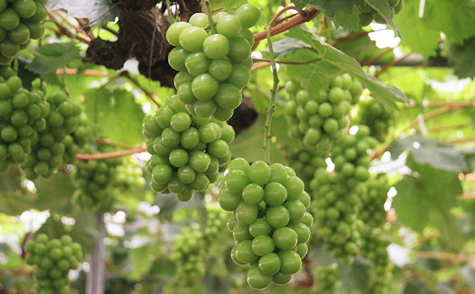 【2026年先行予約】 ぶどう 岡山県産 晴れの国からの 贈り物 シャインマスカット 1房（600g以上） 《2026年9月上旬-10月中旬頃出荷》 葡萄 ブドウ フルーツ 果物 スイーツ 数量限定 期間限定 岡山 里庄町