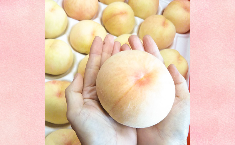 【桃 2026年 先行予約】ご家庭用 岡山白桃 約1.4kg（4～6玉） もも モモ 岡山県 国産 フルーツ 果物