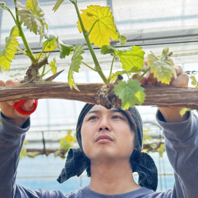 ぶどう 2026年 先行予約 農家こだわりのシャインマスカット＆ハート型のマイハート  合計約1.0kg ブドウ 葡萄 岡山県産 国産 フルーツ 果物 ギフト 【 Nini farm 農家 直送 】