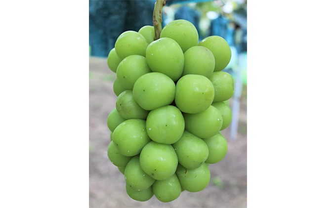 【 2026年 先行予約 】ぶどう 晴れの国 シャインマスカット 2房 定期便 4回 コース 《2026年7月-10月出荷》 葡萄 ブドウ 岡山県産 フルーツ 果物 数量限定 里庄町