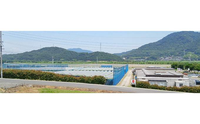 【2026年先行予約】 ぶどう 岡山県産 たたらみねらる シャインマスカット 煌めく果粒の宝石箱 (32粒) 《2026年8月下旬-10月下旬頃出荷》 葡萄 ブドウ フルーツ 果物 スイーツ 数量限定 期間限定 岡山 里庄町