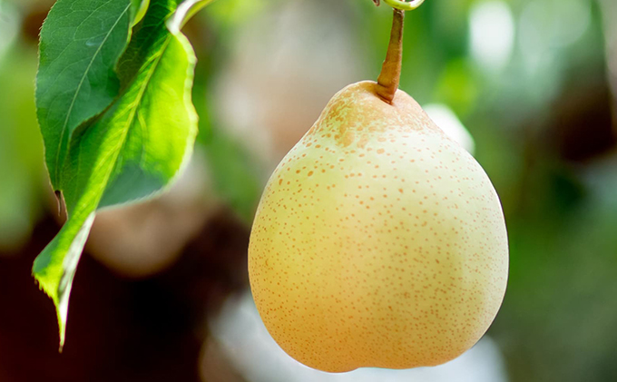 梨 2025年 先行予約 備前乙女梨（鴨梨） 5～6玉 合計約3kg【11月下旬～12月中旬頃発送】  ナシ なし 岡山県産 国産 フルーツ 果物 ギフト 石原果樹園