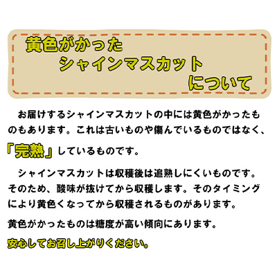 ぶどう2026年 先行予約 岡山 名産 晴王 シャイン マスカット たっぷり2kg！9月上旬以降順次発送 ギフトにも ブドウ 葡萄 岡山県産 国産 フルーツ 果物 ギフト用 贈答用 皮ごと 種なし 産地直送
