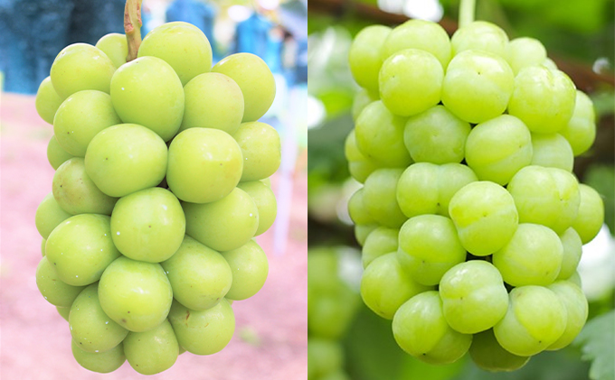 ぶどう 2025年 先行予約 定期便 2回 黒川農園 自慢！ ニューピオーネ 2房 シャインマスカット 瀬戸ジャイアンツ 各1房