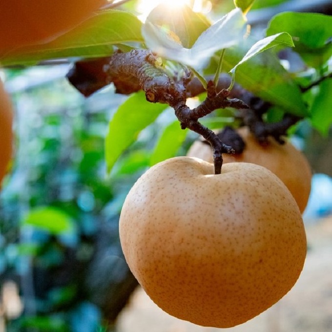 梨 2025年 先行予約 ご家庭用 あたご梨・鴨梨（ヤーリー）詰め合わせ 約4kg あたご梨2～3玉 ヤーリー3～6玉 化粧箱【11月下旬～12月中旬頃発送】  ナシ なし 岡山県産 国産 フルーツ 果物 石原果樹園