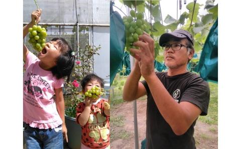 ぶどう 2026年 先行予約 旬のぶどう 食べ比べセット 約1.8kg 3～5房 減農薬／ハウス栽培 ブドウ 葡萄 岡山県産 国産 フルーツ 果物 ギフト ばんの農園 果物類 マスカット ぶどう食べ比べ