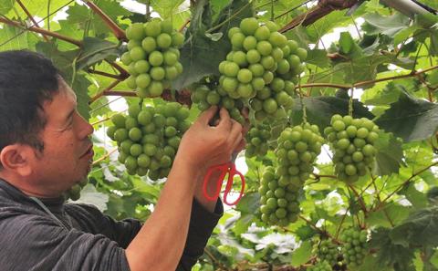 【2026年先行予約】 ぶどう 夏の贅沢 シャインマスカット 1房(700g以上) 【7月10日から7月30日までに発送】 葡萄 ブドウ 岡山県産 フルーツ 果物 数量限定 期間限定 岡山 里庄町