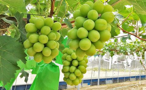 【2025年先行予約】 ぶどう 夏と冬の 贅沢 シャインマスカット 7月と12月に分けて お届け ！ 葡萄 ブドウ 岡山県産 フルーツ 果物 数量限定 期間限定 岡山 里庄町