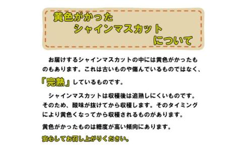ぶどう 2026年 先行予約 シャイン マスカット 【9月上旬～順次発送分】約2kg 糖度抜群！ ブドウ 葡萄 岡山県産 国産 フルーツ 果物 ギフト 果物類