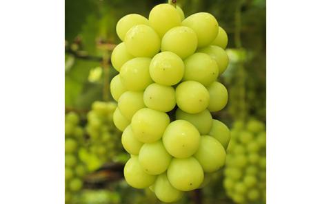 【 2026年 先行予約 】ぶどう 晴れの国 シャインマスカット 1房 定期便 4回 コース 《2026年7月-12月出荷》 葡萄 ブドウ 岡山県産 フルーツ 果物 数量限定 里庄町