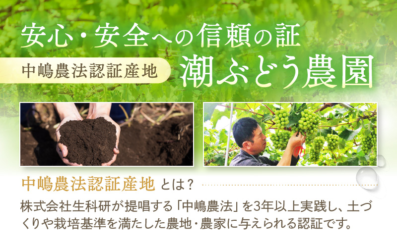 【2025年先行予約】 ぶどう 冬の贅沢 シャインマスカット 1房(700g以上)【11月27日から12月12日の期間に発送】 葡萄 ブドウ 岡山県産 フルーツ 果物 数量限定 期間限定 岡山 里庄町