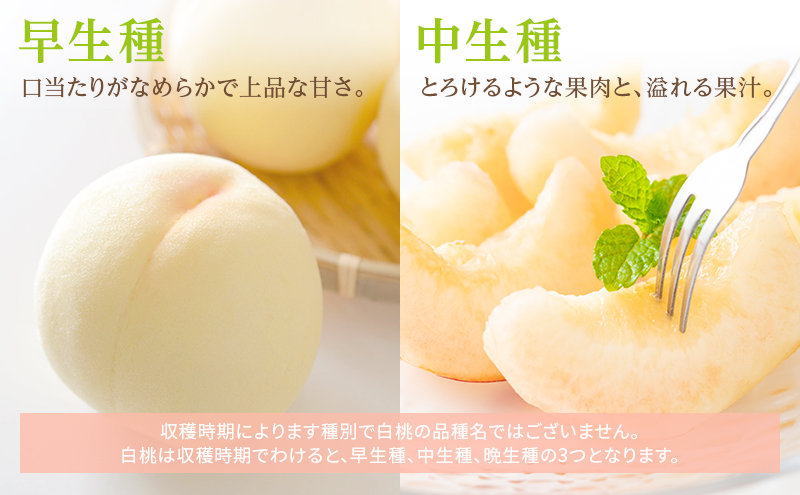 桃 2026年 先行予約 岡山 白桃 ロイヤル 4～6玉 約1kg JA おかやま のもも（早生種・中生種） もも モモ 岡山県産 国産 フルーツ 果物 ギフト 甘い 美味しい 産地直送 贈り物 高糖度