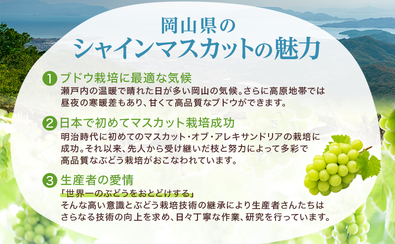ぶどう 2026年 先行予約 シャイン マスカット 晴王 5房～10房 約4kg 8月下旬～11月下旬発送 ブドウ 葡萄 岡山県産 国産 フルーツ 果物 ギフト