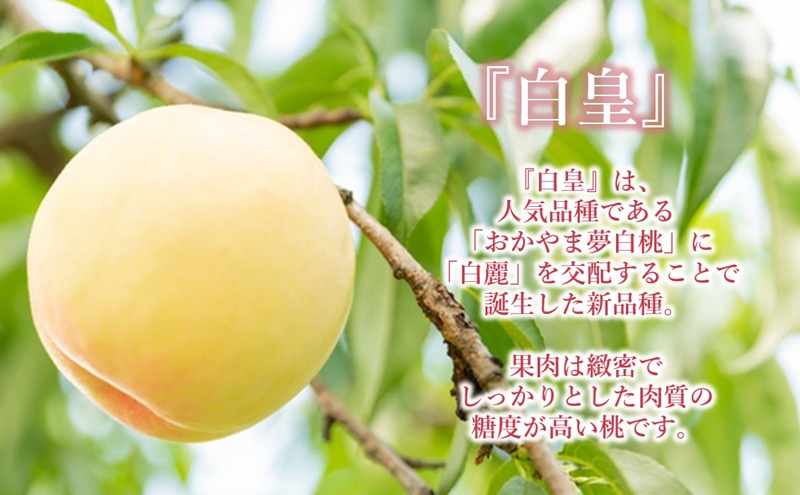 【 2026年 先行予約】 桃 岡山県産 白皇 （ 白桃 ） 約1.5kg （5～7玉） 白桃 岡山 はくとう スイーツ フルーツ 果物 先行予約 数量限定 期間限定 里庄町 モモ もも