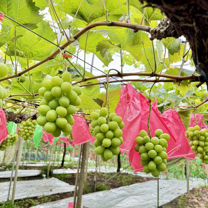 ぶどう 2026年 先行予約 【平均糖度20度】農家こだわりの シャインマスカット ご家庭用パック 合計約800g ブドウ 葡萄 岡山県産 国産 フルーツ 果物 ギフト 【 Nini farm 農家 直送 】
