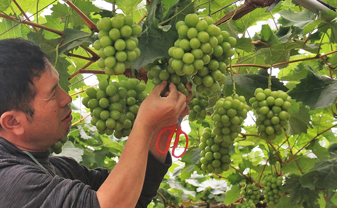 【2026年先行予約】 ぶどう 夏の贅沢 シャインマスカット 2房(1.4kg以上：1房700g以上×2箱）【7月10日から7月30日までに発送】 葡萄 ブドウ 岡山県産 フルーツ 果物 数量限定 期間限定 岡山 里庄町
