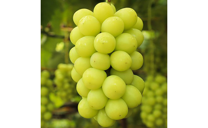 【 2026年 先行予約 】ぶどう 晴れの国 シャインマスカット 2房 定期便 4回 コース 《2026年7月-10月出荷》 葡萄 ブドウ 岡山県産 フルーツ 果物 数量限定 里庄町