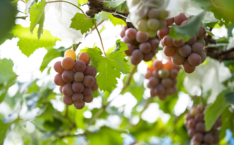 【2026年先行予約】 ぶどう 岡山県産 クイーンニーナ 1kg箱（2～3房） 《2026年8月下旬-9月下旬頃出荷》 葡萄 ブドウ 岡山県産 フルーツ 果物 スイーツ 数量限定 期間限定 岡山 里庄町 ブドウ ぶどう 葡萄