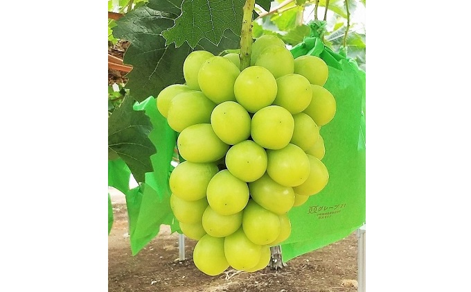 【 2025年 先行予約 】ぶどう 晴れの国 シャインマスカット 1房（700g以上） 定期便 3回 コース 《2025年9月-12月出荷》  葡萄 ブドウ 岡山県産 フルーツ 果物 数量限定 里庄町