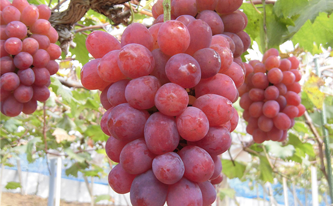 【 2026年 先行予約 】ぶどう 桃 ぼっけぇうめぇ フルーツ 定期便 3回 コース -2 ( 白桃 ・ シャインマスカット ・ 紫苑 )《2026年8月-10月出荷》 岡山県産 フルーツ 果物 数量限定 里庄町