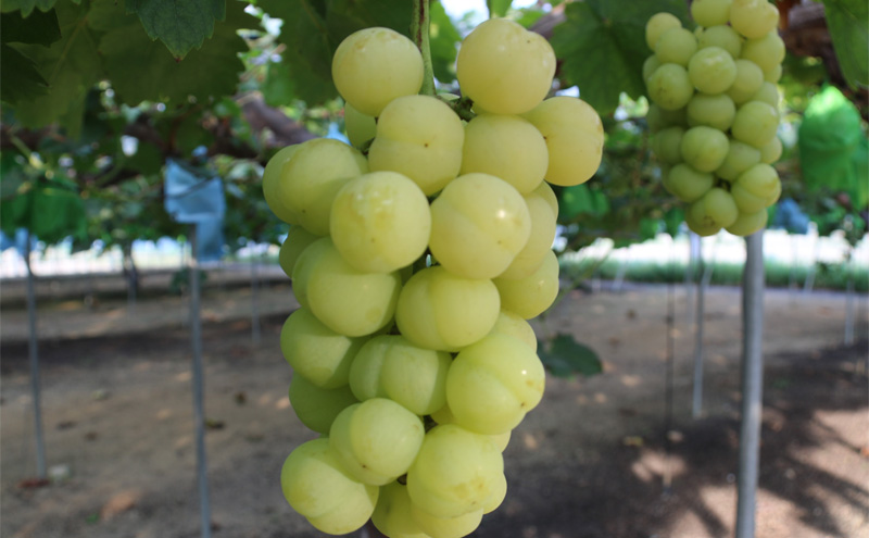 【2026年先行予約】 ぶどう 岡山県産 たたらみねらる 瀬戸ジャイアンツ 1房(約650g) 《2026年9月中旬-10月中旬頃出荷》 葡萄 ブドウ フルーツ 果物 スイーツ 数量限定 期間限定 岡山 里庄町