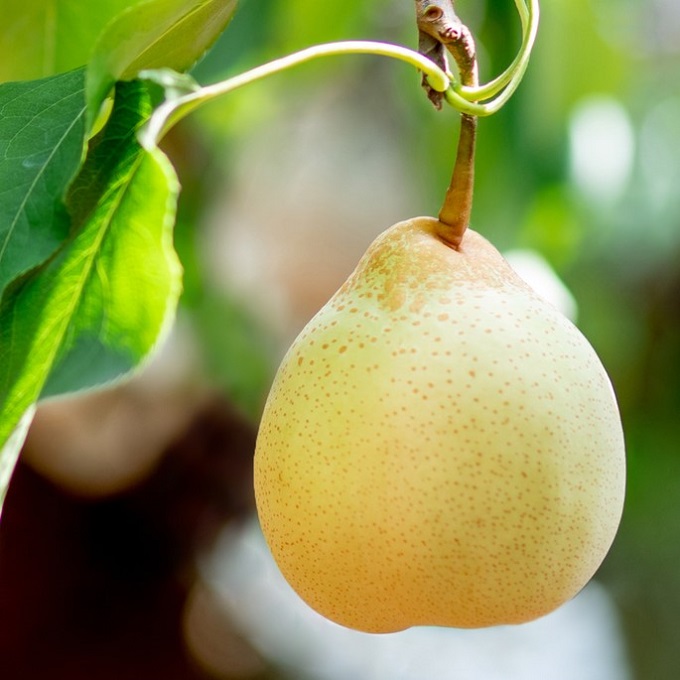 梨 2025年 先行予約 ご家庭用 あたご梨・鴨梨（ヤーリー）詰め合わせ 約4kg あたご梨2～3玉 ヤーリー3～6玉 化粧箱【11月下旬～12月中旬頃発送】  ナシ なし 岡山県産 国産 フルーツ 果物 石原果樹園