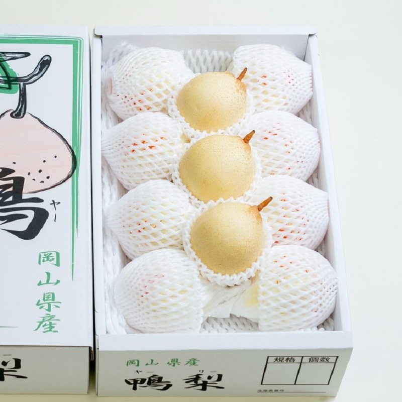 梨 2025年 先行予約 ご家庭用 鴨梨（ヤーリー） 6～13玉入り 約4kg 化粧箱【11月下旬～12月中旬頃発送】  ナシ なし 岡山県産 国産 フルーツ 果物 石原果樹園家庭用