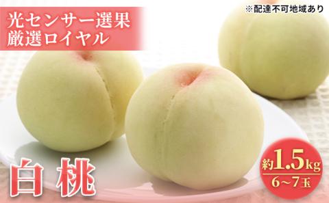 【2026年先行予約】 桃 岡山県産 白桃 光センサー選果 厳選 ロイヤル 約1.5Kg （6～7玉） 《2026年6月下旬-7月中旬頃出荷》 白桃 はくとう モモ もも 桃 数量限定 岡山 里庄町