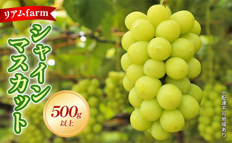 【 2026年 先行予約】 ぶどう 岡山県産 シャインマスカット 1房（500g以上） 《2026年7月下旬-8月中旬頃出荷》 葡萄 ブドウ フルーツ 果物 スイーツ 数量限定 期間限定 里庄町 リアム farm 果物類