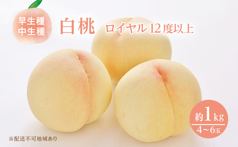 桃 2026年 先行予約 岡山 白桃 ロイヤル 4～6玉 約1kg JA おかやま のもも（早生種・中生種） もも モモ 岡山県産 国産 フルーツ 果物 ギフト 甘い 美味しい 産地直送 贈り物 高糖度