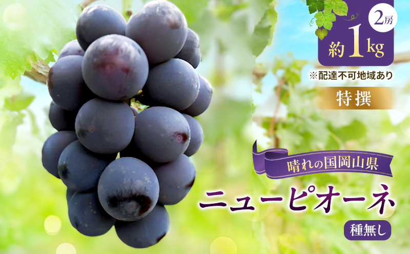 【2026年先行予約】 【特撰】ぶどう 岡山県産 ニューピオーネ （ 種無し ）約1kg（2房）  《2026年8月下旬-9月中旬頃出荷》 葡萄 ブドウ フルーツ 果物 スイーツ 数量限定 期間限定 岡山 里庄町