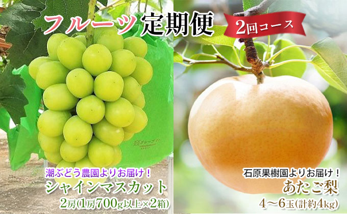 シャインマスカット あたご梨 フルーツ 定期便 2回 コース ぶどう 梨 岡山 果物 先行予約 2025年 岡山県 なし ナシ 人気 新鮮 ギフト 旬