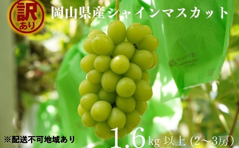 訳あり シャインマスカット 2～3房 合計1.6kg以上 産地直送 朝採れ ぶどう 葡萄 シャイン マスカット 岡山 Kawahara Green Farm 2026年