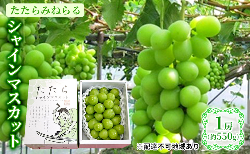 【2026年先行予約】 ぶどう 岡山県産 たたらみねらる シャインマスカット 1房(約550g) 《2026年8月下旬-10月下旬頃出荷》 葡萄 ブドウ フルーツ 果物 スイーツ 数量限定 期間限定 岡山 里庄町