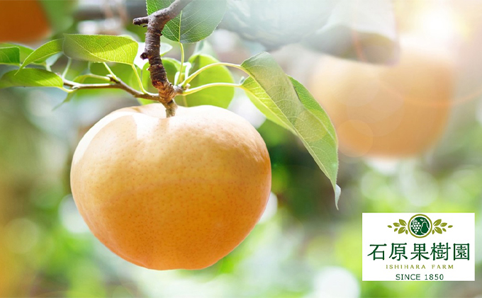 梨 2025年 先行予約 あたご梨 4～9玉 合計約4.5kg 贈答箱【11月下旬～12月中旬頃発送】  ナシ なし 岡山県産 国産 フルーツ 果物 ギフト 石原果樹園