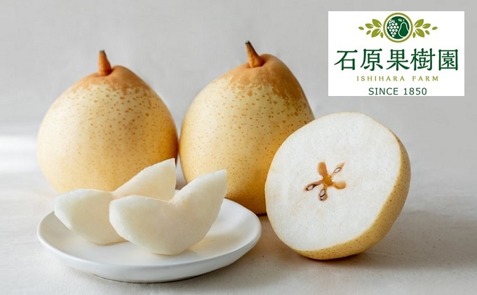 梨 2025年 先行予約 備前乙女梨（鴨梨） 5～6玉 合計約3kg【11月下旬～12月中旬頃発送】  ナシ なし 岡山県産 国産 フルーツ 果物 ギフト 石原果樹園