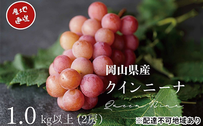 厳選 クイーンニーナ 2房 合計1.0kg以上 産地直送 朝採れ ぶどう 葡萄 Kawahara Green Farm 岡山県産 2026年 果物 フルーツ みずみずしい 酸味が少ない さっぱり 希少品種