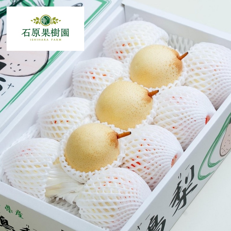 梨 2025年 先行予約 ご家庭用 鴨梨（ヤーリー） 6～13玉入り 約4kg 化粧箱【11月下旬～12月中旬頃発送】  ナシ なし 岡山県産 国産 フルーツ 果物 石原果樹園家庭用